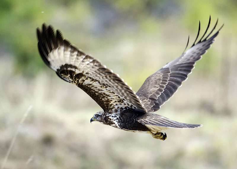 Poiana - Buteo buteo